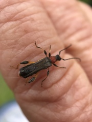 Callimoxys fuscipennis