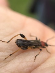 Callimoxys fuscipennis