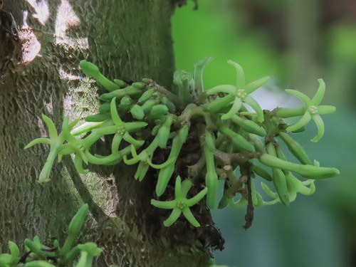 Vasconcellea pubescens