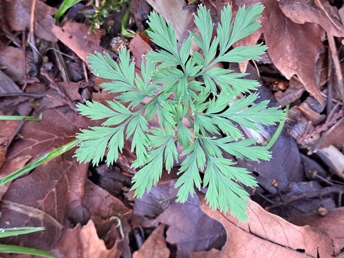 Bleeding-heart foliage