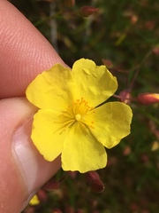 Crocanthemum scoparium