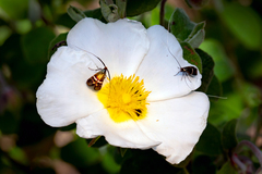 Adela australis