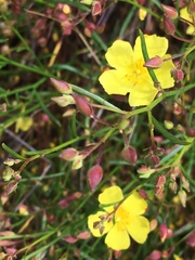 Crocanthemum scoparium