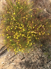 Crocanthemum scoparium