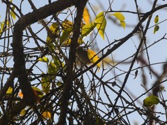 Uropsila leucogastra