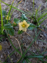 Rhynchosida physocalyx