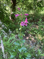 Penstemon triflorus