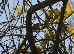 Uropsila leucogastra