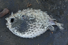 Tragulichthys jaculiferus