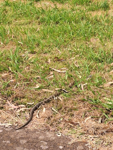 Tiger Snake sighting