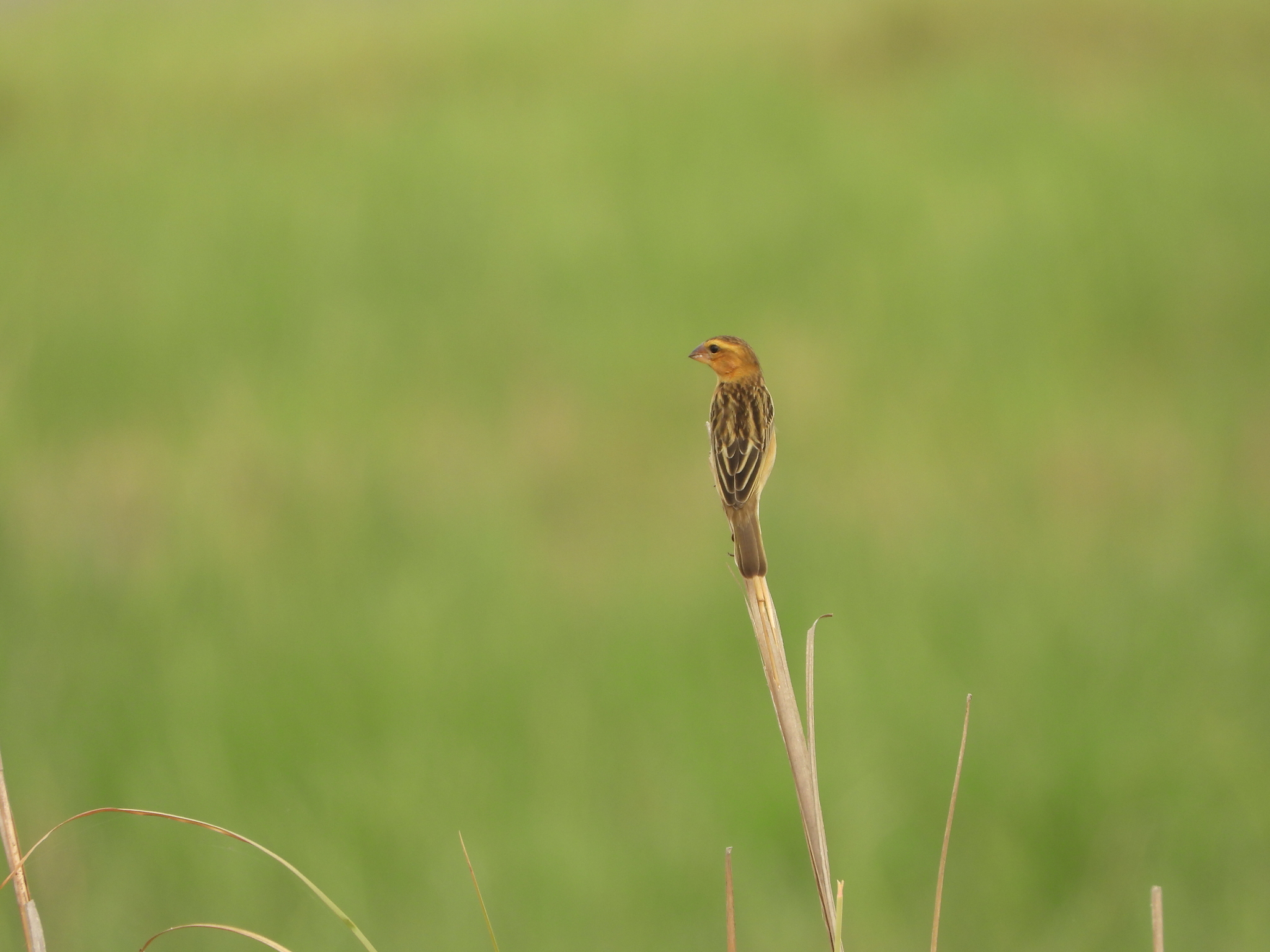 Asian Golden Weaver