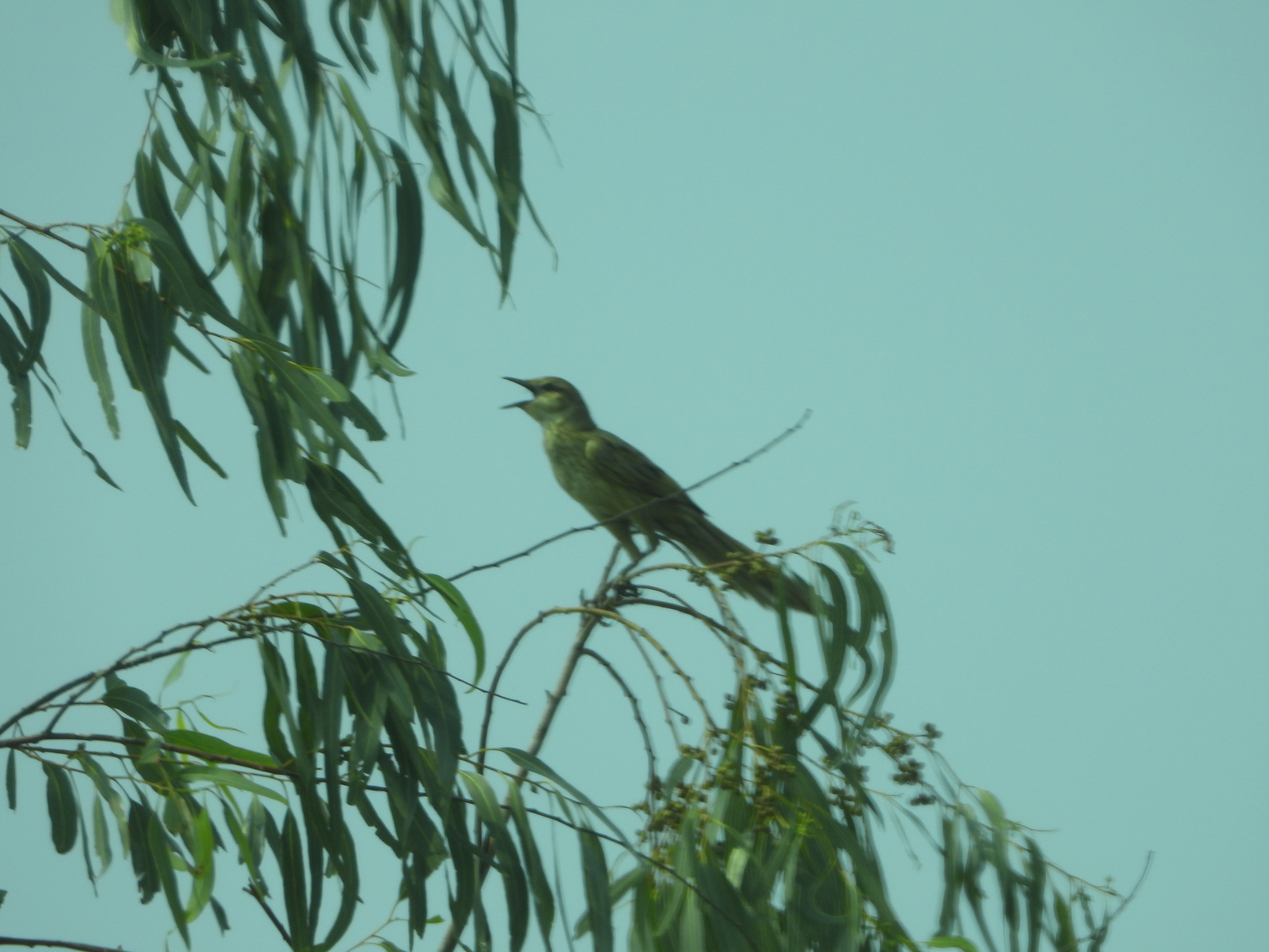 Striated Grassbird