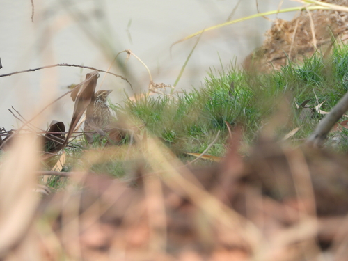 Indochinese Bush Lark (Plocealauda erythrocephala)