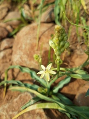 Toxicoscordion venenosum venenosum