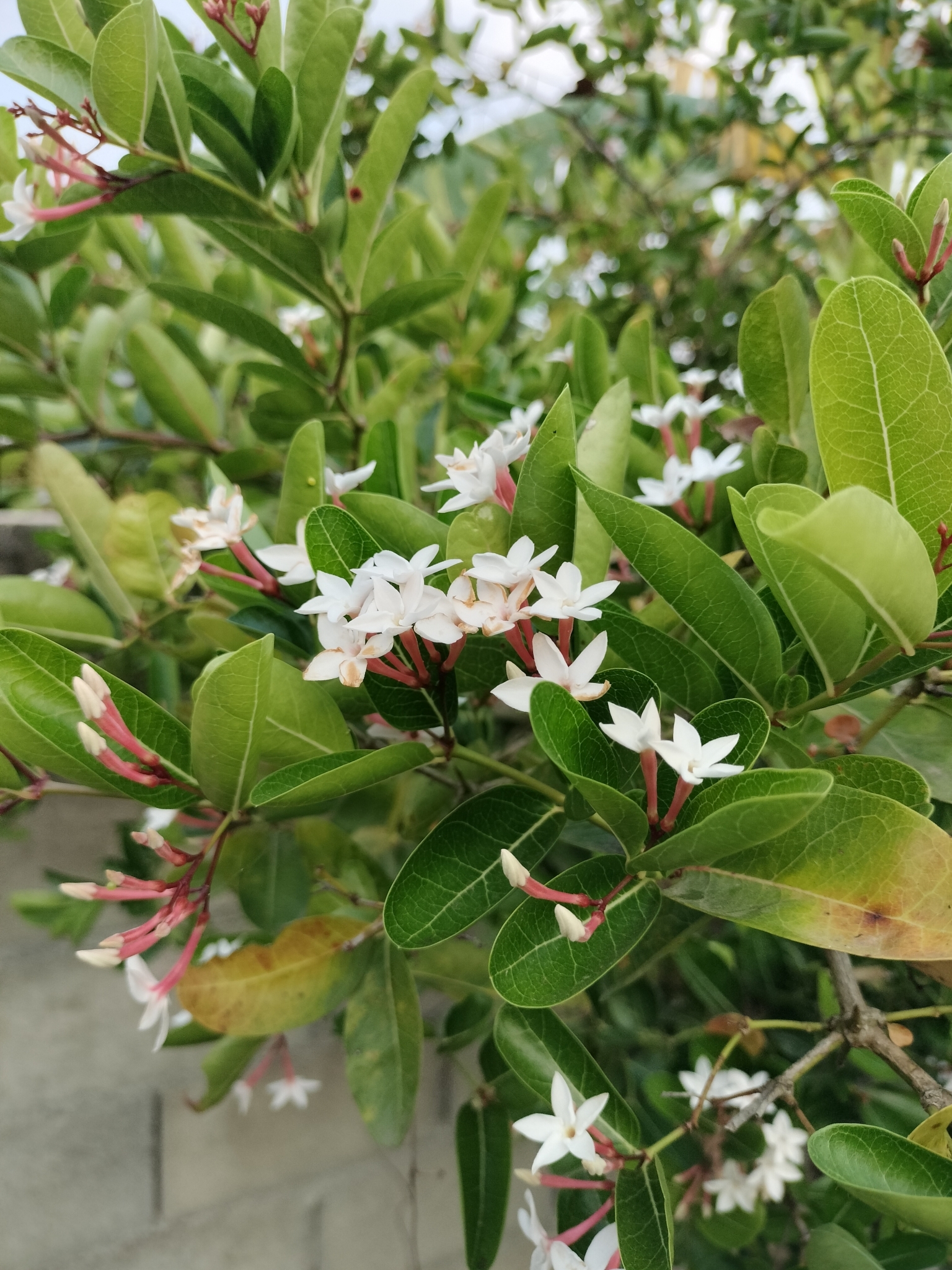 Imagem de Carambola-de-espinho