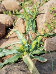 Toxicoscordion venenosum venenosum