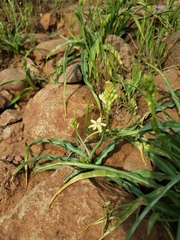 Toxicoscordion venenosum venenosum