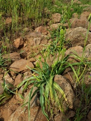 Toxicoscordion venenosum venenosum