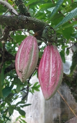 Theobroma cacao image