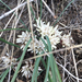 Allium brandegeei - Photo (c) hannahharris,  זכויות יוצרים חלקיות (CC BY-NC)