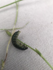 Trirhabda flavolimbata