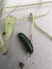 Trirhabda flavolimbata