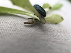 Trirhabda flavolimbata