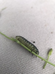 Trirhabda flavolimbata