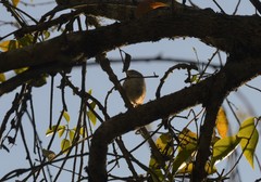 Uropsila leucogastra