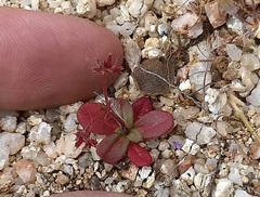 Centrostegia thurberi