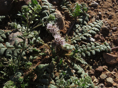 Phacelia arizonica