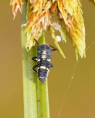 Coelophora inaequalis