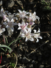 Amerallium