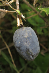 Passiflora morifolia