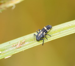 Coelophora inaequalis