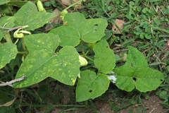 Passiflora morifolia