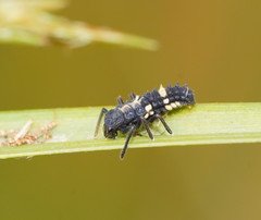 Coelophora inaequalis