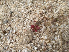 Centrostegia thurberi