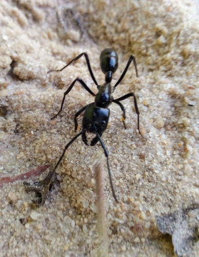 (c) Paulo Mateus Martins, some rights reserved (CC BY-NC), uploaded by Paulo Mateus Martins