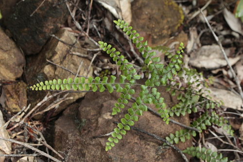 Adiantum fournieri observed 2023-02-28