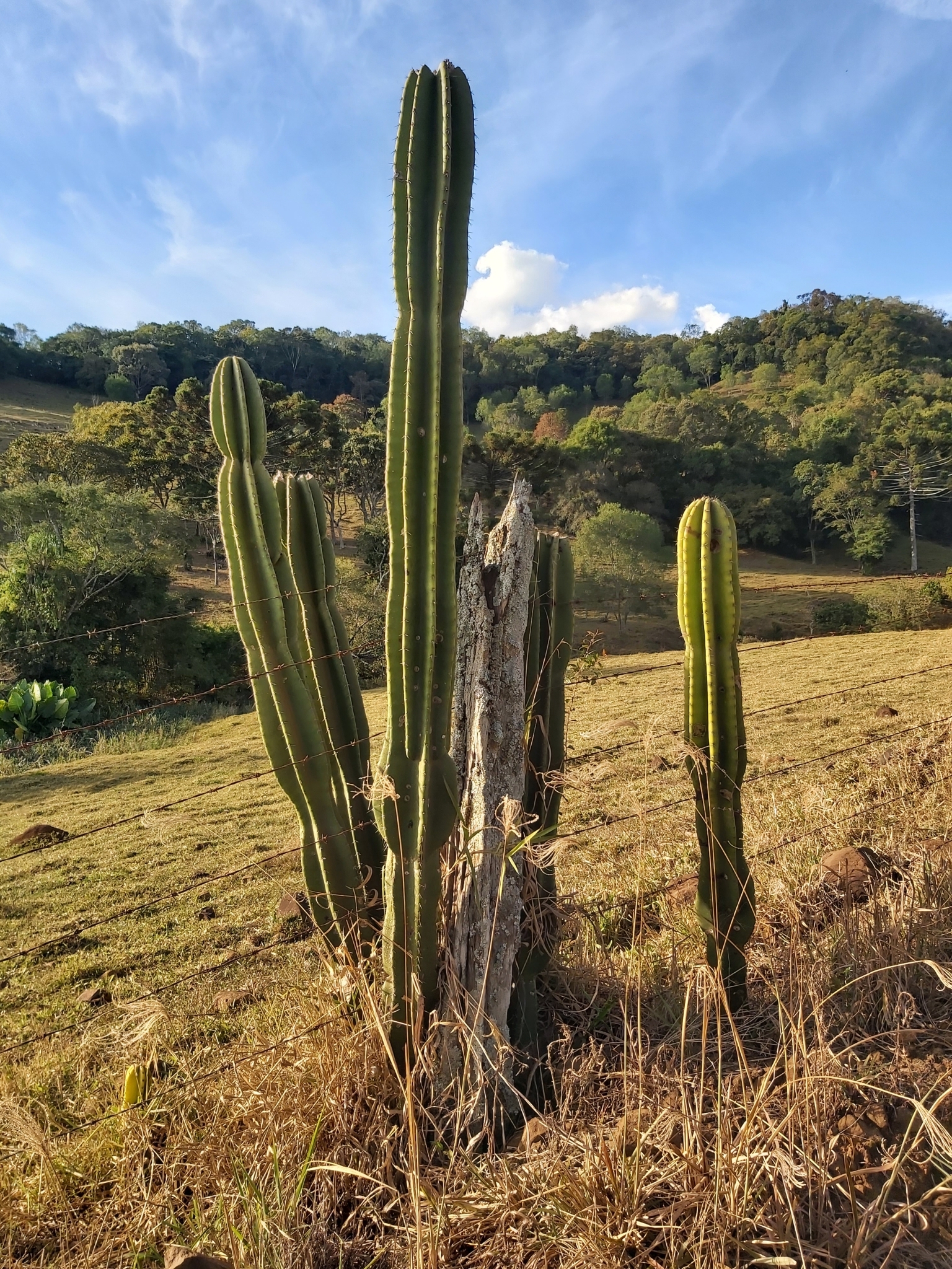 Cereus hildmannianus