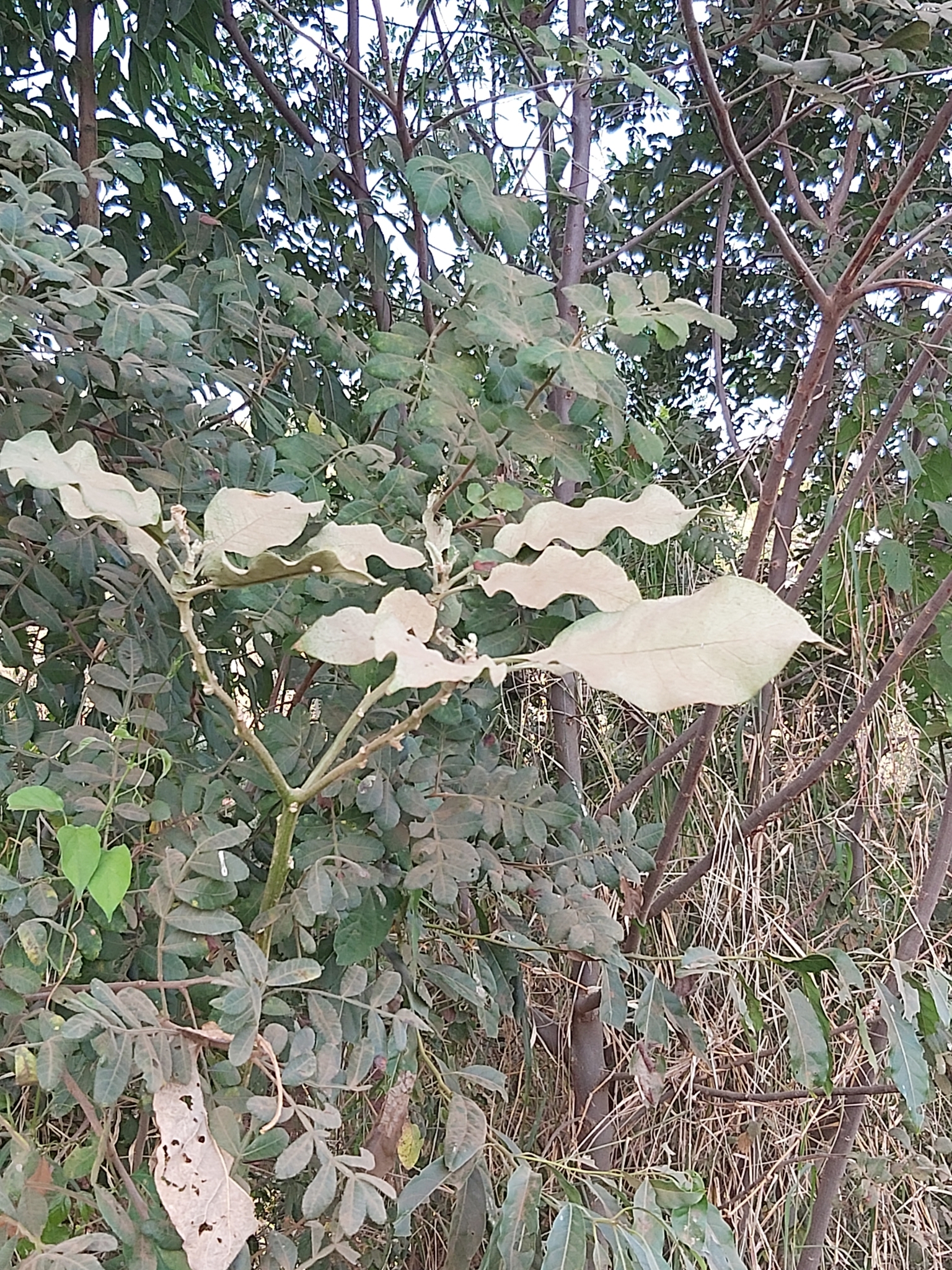 Solanum mauritianum