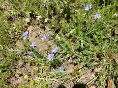 Sisyrinchium pruinosum