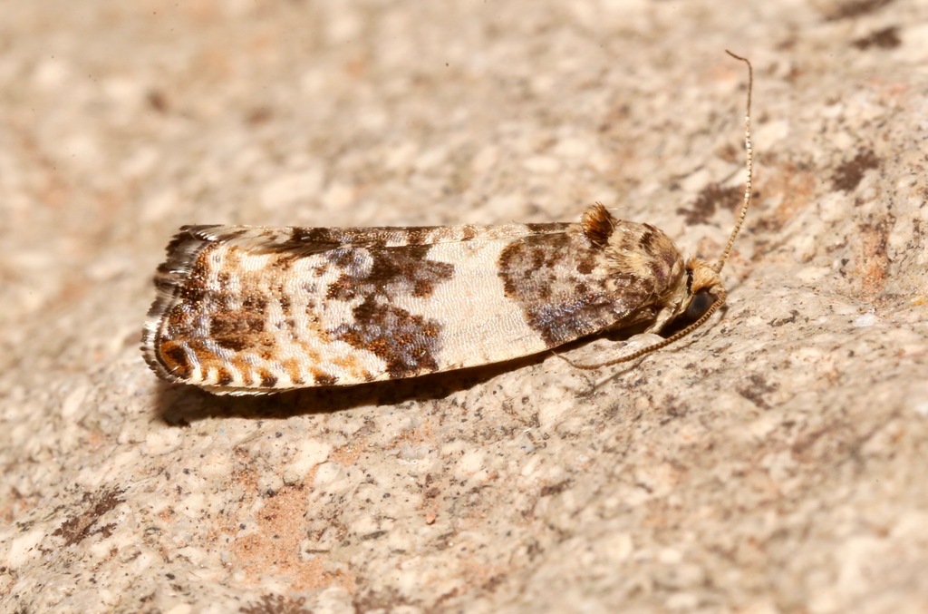 Poplar Leafroller Moth