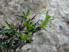 Rhamnus lycioides