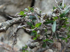 Rhamnus lycioides
