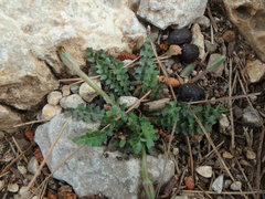 Hyoseris scabra