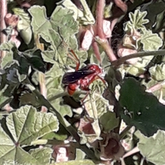 Tachypompilus ferrugineus