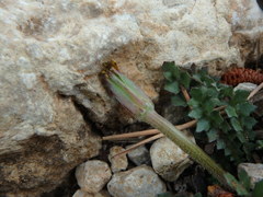 Hyoseris scabra