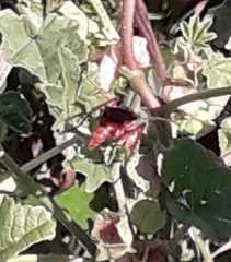 Tachypompilus ferrugineus